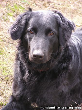 Flat Coated Retriever anja...flat-coated/border-collimix