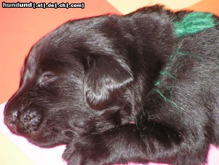 Flat Coated Retriever Ancestors Pride Welpe 19 Tage