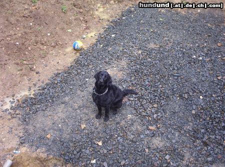 Flat Coated Retriever Pearl (w)  8 monate