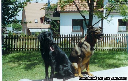 Flat Coated Retriever Joy und Chicco