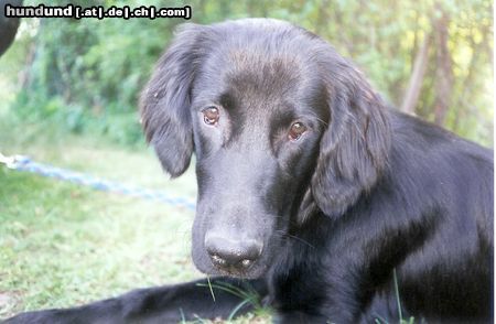 Flat Coated Retriever Joy