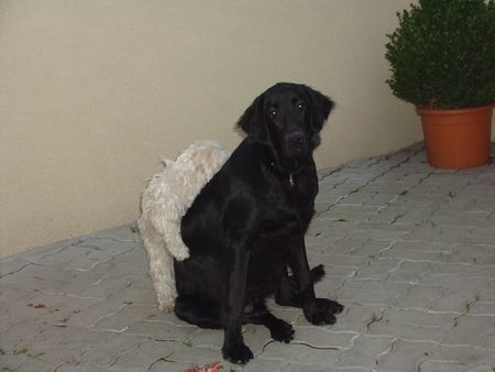 Flat Coated Retriever was hab ich da am Rücken??