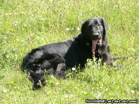 Flat Coated Retriever Sommerwiese