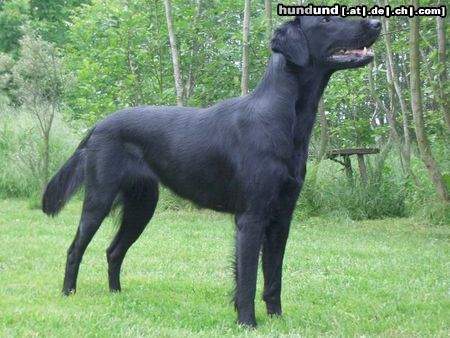 Flat Coated Retriever Belinda Francis von Helping Hounds