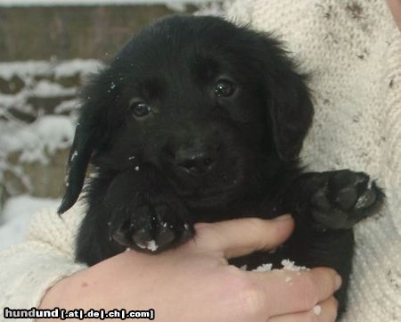 Flat Coated Retriever ...auf die weite Welt