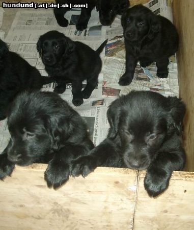 Flat Coated Retriever Warten...