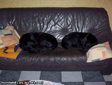 Flat Coated Retriever Ayko und Aramis of 103 Flats