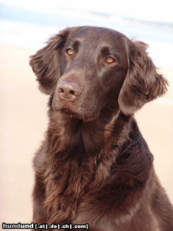 Flat Coated Retriever Umbra