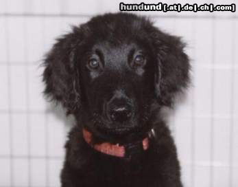 Flat Coated Retriever als ich noch klein war....