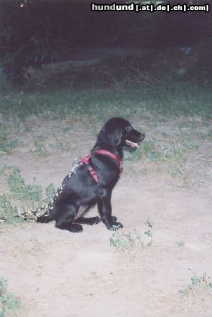 Flat Coated Retriever Zoi (13 Wochen) sehr sehr aufmerksam, einfach total süß