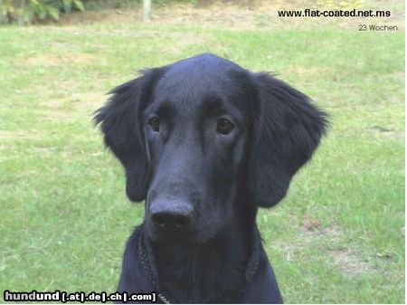 Flat Coated Retriever Belinda Francis von Helping Hounds (