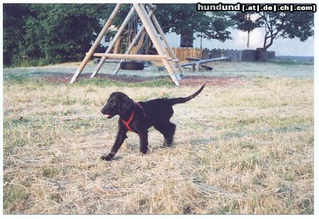 Flat Coated Retriever Zoi mit 12 Wochen