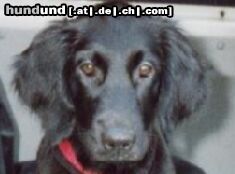 Flat Coated Retriever Zoi - Kpfportrait