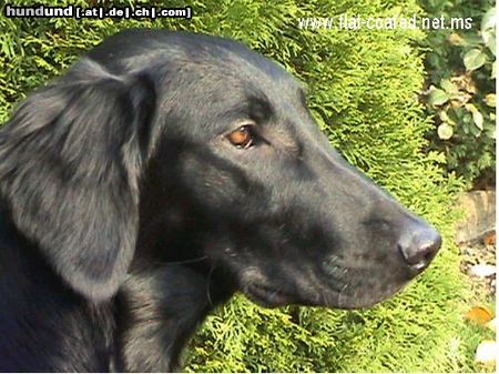 Flat Coated Retriever Zoi mit 6 Monaten, besucht uns auf unserer Homepage