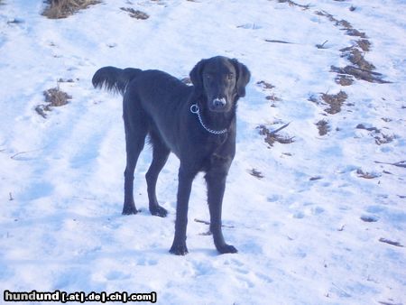 Flat Coated Retriever Zoi im Schnee