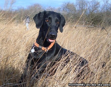 Flat Coated Retriever