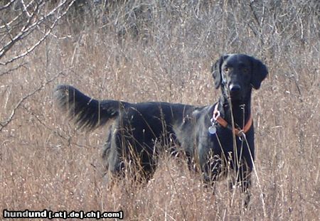 Flat Coated Retriever