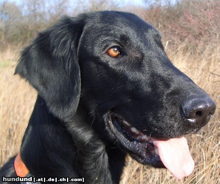 Flat Coated Retriever