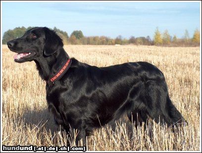 Flat Coated Retriever Afera