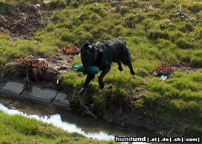 Flat Coated Retriever Afera (Reklama Canes Beati)