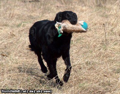 Flat Coated Retriever Afera (Reklama Canes Beati)