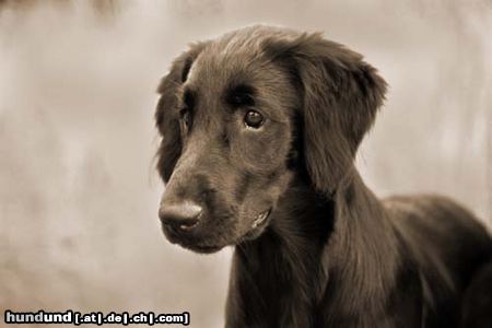 Flat Coated Retriever Kaylee mit 15 Wochen