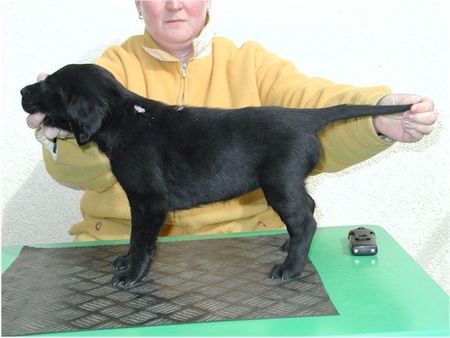 Flat Coated Retriever Baily mit 7 Wochen