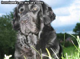 Flat Coated Retriever