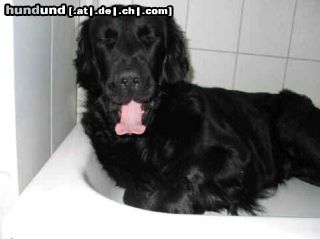 Flat Coated Retriever