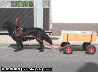 Flat Coated Retriever