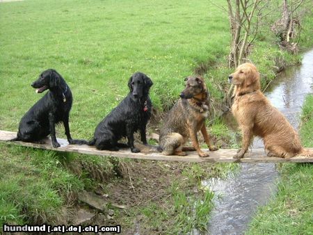 Flat Coated Retriever Joy und ihre Freunde