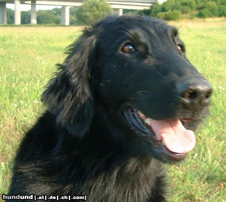 Flat Coated Retriever Umbra