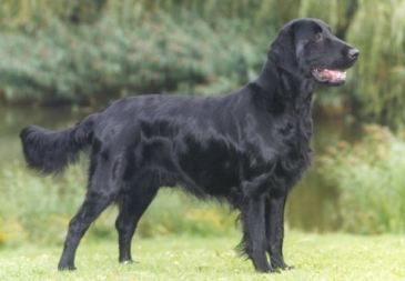 Flat Coated Retriever