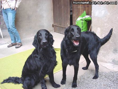 Flat Coated Retriever Kaylee und Freya 