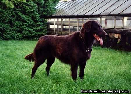 Flat Coated Retriever Hera vom Hackenberg, 2.5.1997 - 19.5.2003. Sie war ein super Hund. 