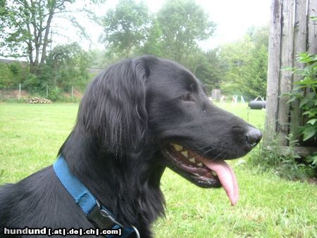 Flat Coated Retriever Unsere Joy