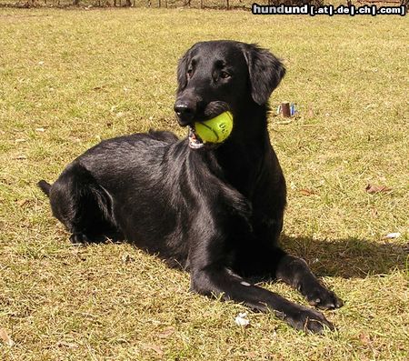 Flat Coated Retriever Hessi z Kroukartí 13 Monate