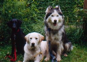 Flat Coated Retriever (von l.)Baily(Flat coated), Cosi(Mischling) Jodok(S. Husky)