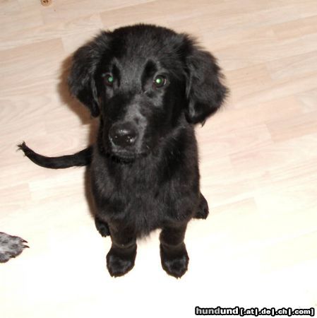 Flat Coated Retriever Joy