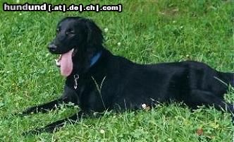 Flat Coated Retriever Ein Wussel geschaft