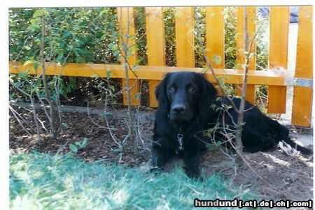 Flat Coated Retriever das ist unsere Joy