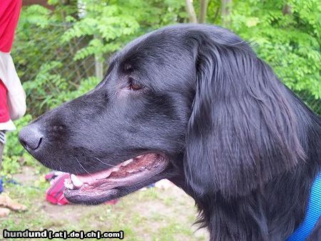 Flat Coated Retriever Joy