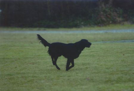 Flat Coated Retriever