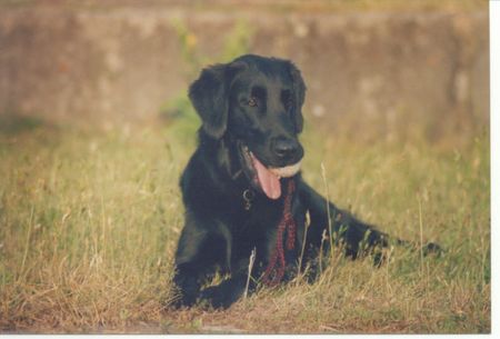 Flat Coated Retriever Kaylee 