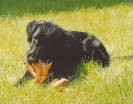 Flat Coated Retriever