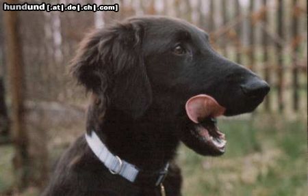 Flat Coated Retriever Das ist Plaster im Alter von 5 Monaten