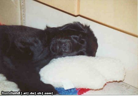 Flat Coated Retriever Schlaf Kaylee schlaf