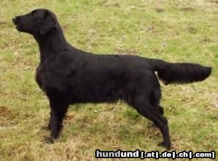 Flat Coated Retriever Unsere hündin Ch. Aura ze Soutockeho luhu