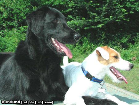 Flat Coated Retriever Wir sind ein Team!