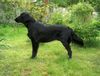 Flat Coated Retriever Hund